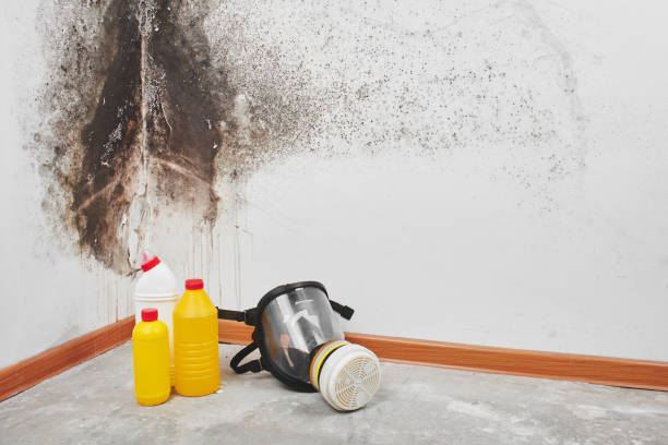 Best Mold Remediation for Specific Building Types in Southern Shops, SC
