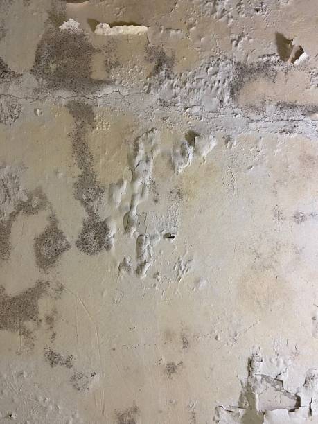 Best Localized Mold Remediation (e.g., coastal areas, humid climates) in Southern Shops, SC
