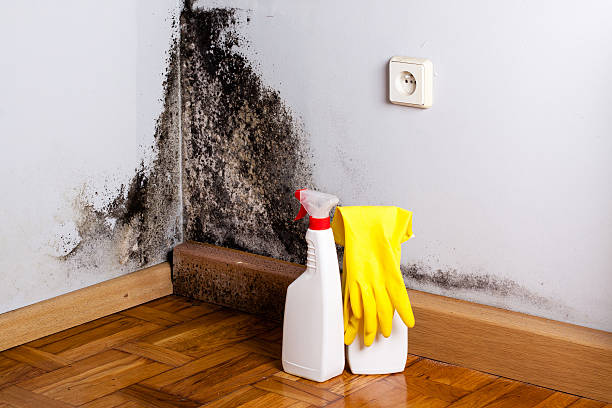Best Residential Mold Remediation in Southern Shops, SC