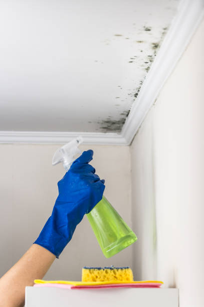 Best Post-Flood Mold Remediation in Southern Shops, SC